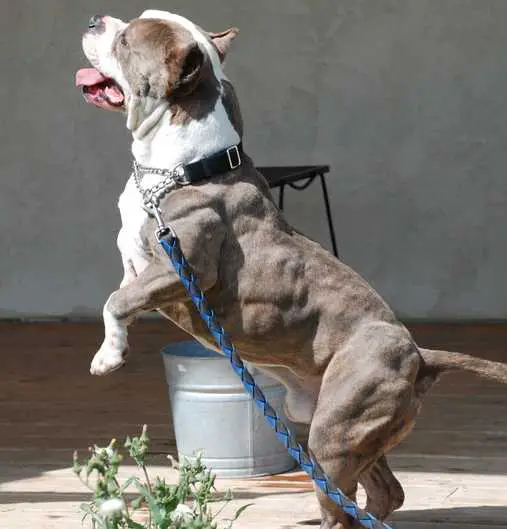 Top 10 Most Dangerous Dog Breeds OhTopTen