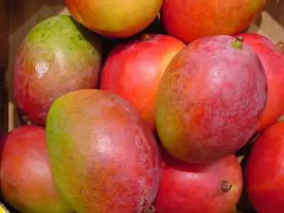 Mexico mango producing country