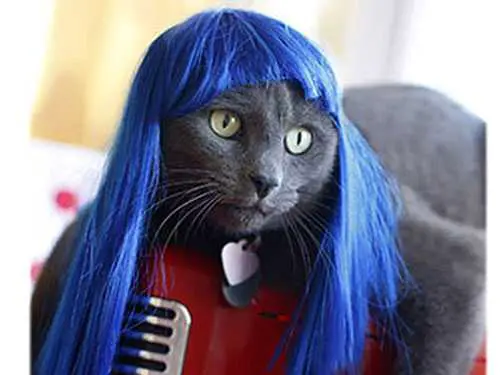 Cat wig